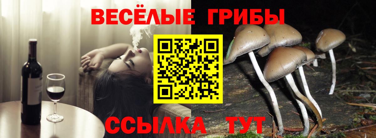 Галлюциногенные грибы Psilocybe Саратов